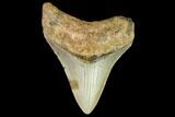 Fossil Megalodon Tooth - North Carolina #109893-1